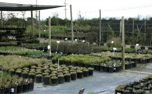 plants-1