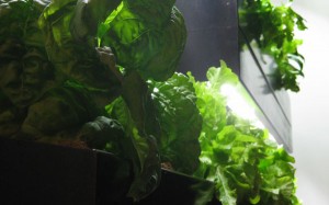 living-wall-1