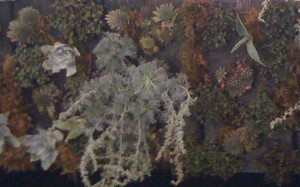 living-wall-4