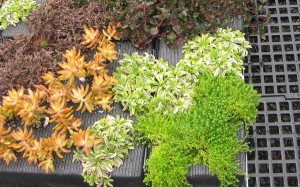 living-walls-2