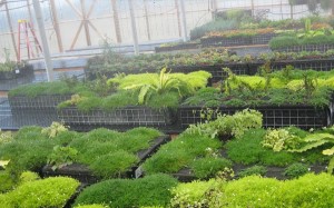 living-walls-4